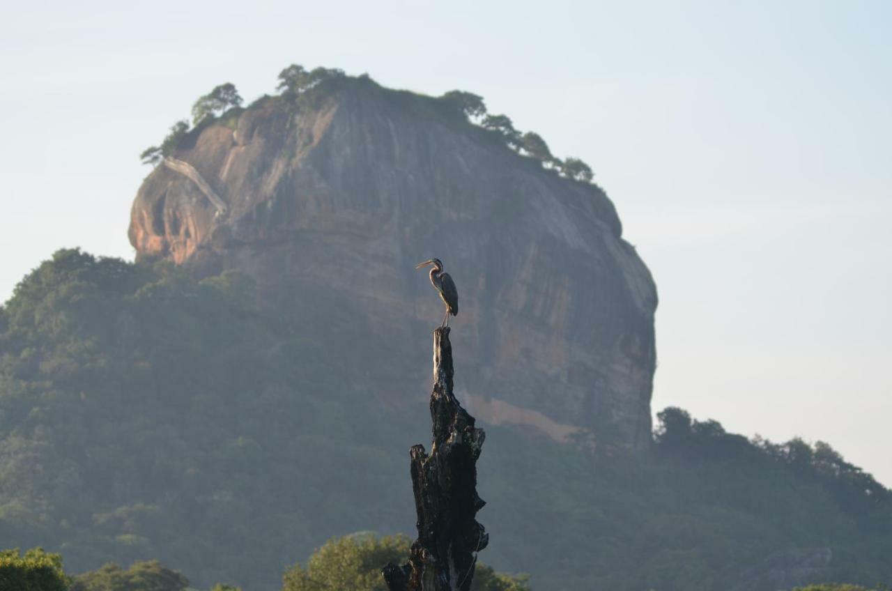 Sigiriya King'S Resort Exteriér fotografie